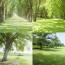 Green Plants 2